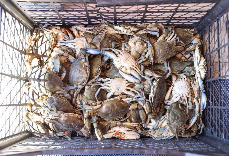 Balıklar, tezgahlardaki yerlerini aldı