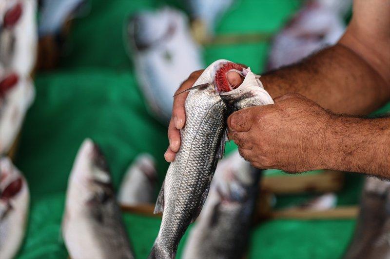 Balıklar, tezgahlardaki yerlerini aldı