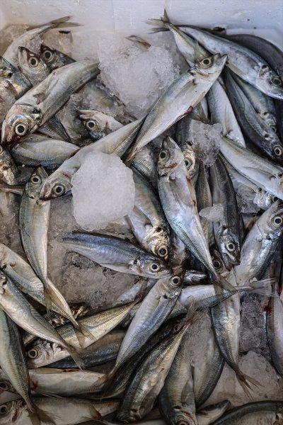 Balıklar, tezgahlardaki yerlerini aldı