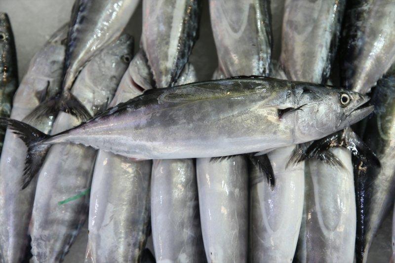 Balıklar, tezgahlardaki yerlerini aldı