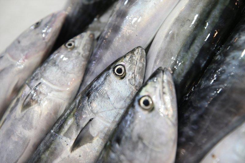 Balıklar, tezgahlardaki yerlerini aldı