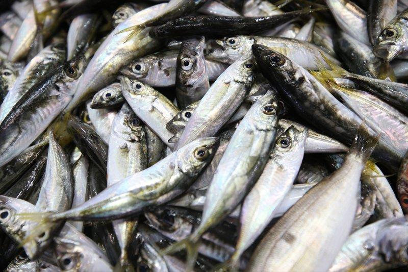 Balıklar, tezgahlardaki yerlerini aldı