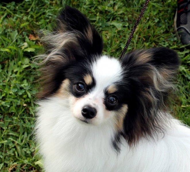 Dünyanın en zeki 10 köpek ırkı 