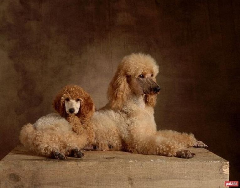 Dünyanın en zeki 10 köpek ırkı 