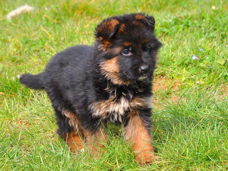 Dünyanın en zeki 10 köpek ırkı 