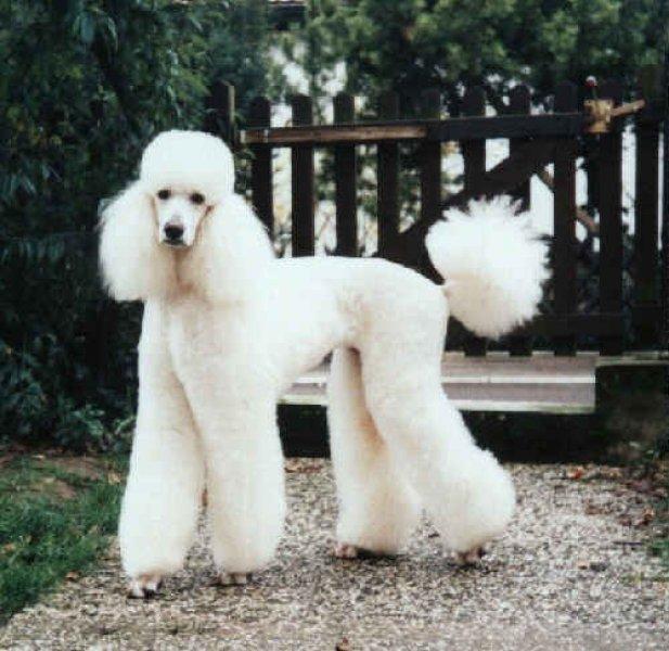 Dünyanın en zeki 10 köpek ırkı 