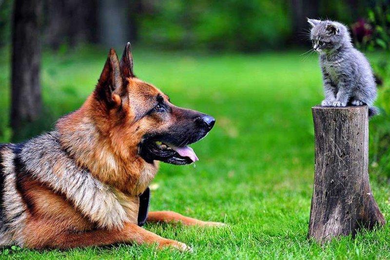 Dünyanın en zeki 10 köpek ırkı 