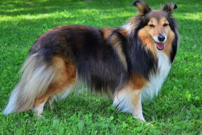 Dünyanın en zeki 10 köpek ırkı 