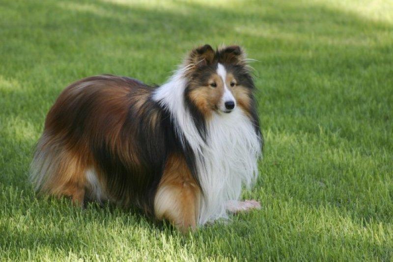 En zeki köpek cinsleri