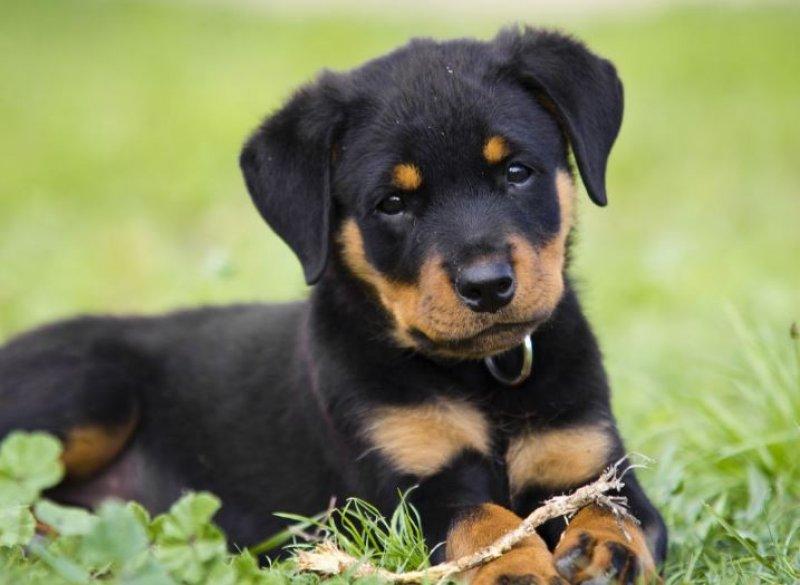 Dünyanın en zeki 10 köpek ırkı 