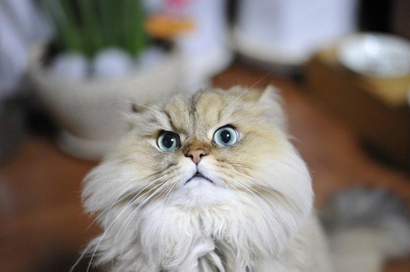 Birbirinden sevimli cins kedi türleri