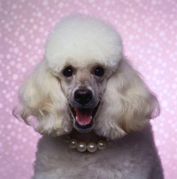 Dünyanın en zeki 10 köpek ırkı 