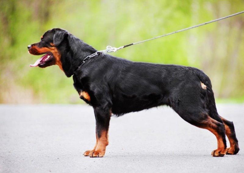 En zeki köpek cinsleri