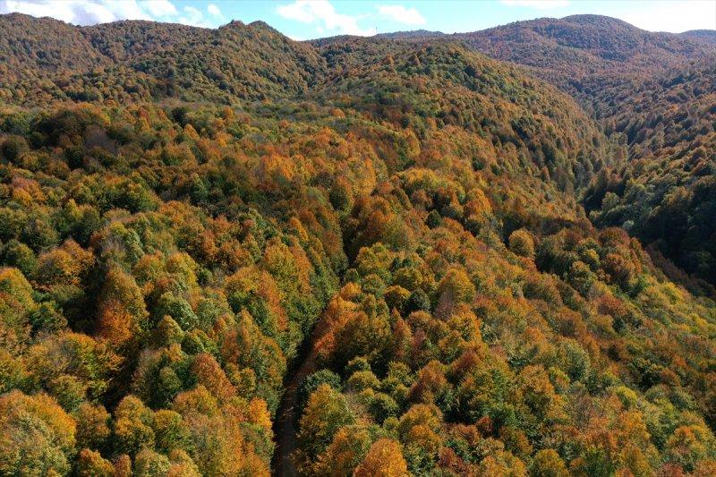 Kocaeli'de sonbahar renkleri