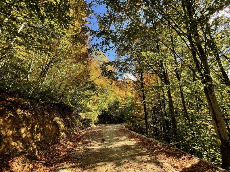 Kocaeli'de sonbahar renkleri