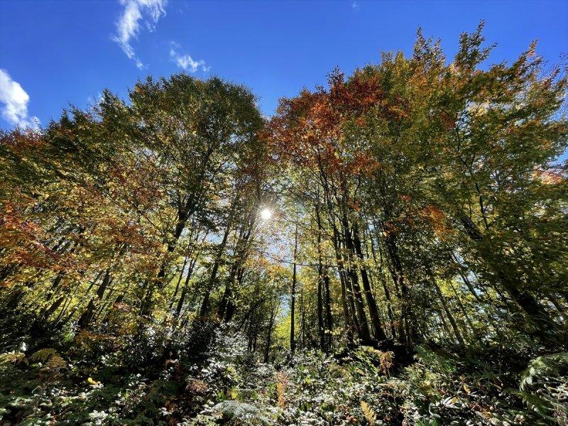 Kocaeli'de sonbahar renkleri