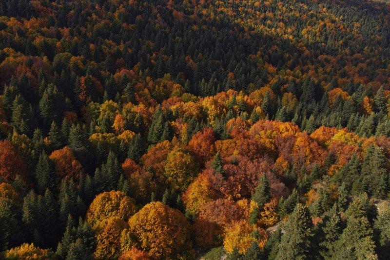 Uludağ'da güz güzelliği