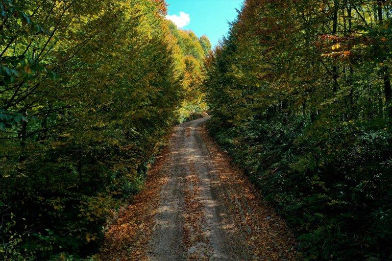 Kocaeli'de sonbahar renkleri