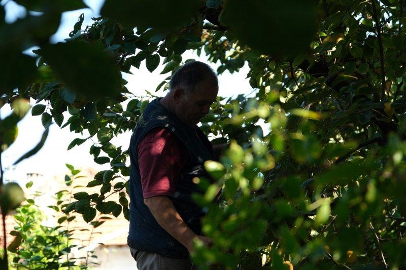 Cennet elmaları kurutularak bir mahalleyi geçindiriyor