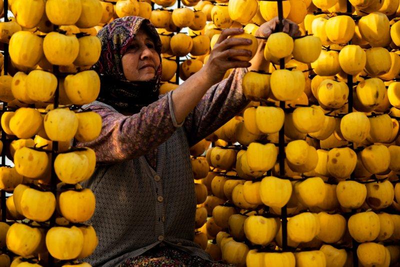 Cennet elmaları kurutularak bir mahalleyi geçindiriyor