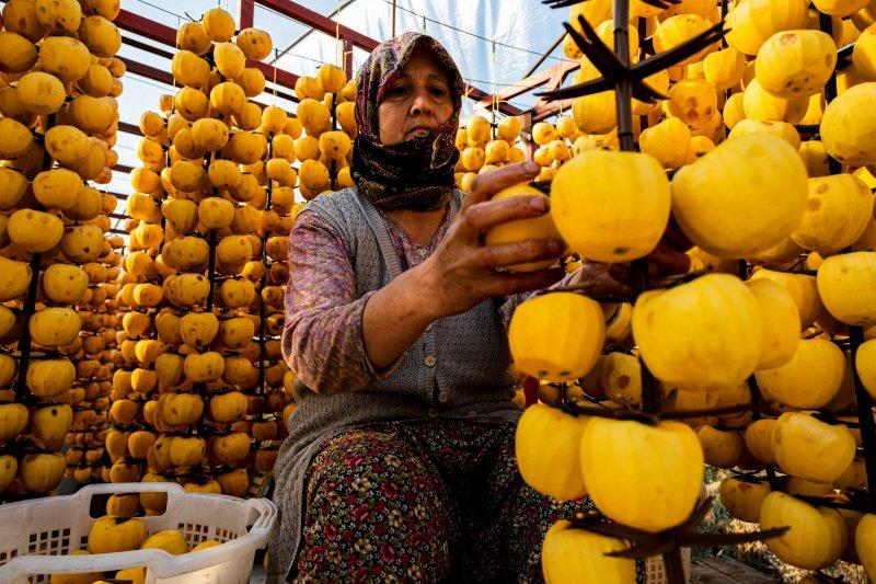 Cennet elmaları kurutularak bir mahalleyi geçindiriyor