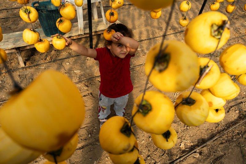 Cennet elmaları kurutularak bir mahalleyi geçindiriyor