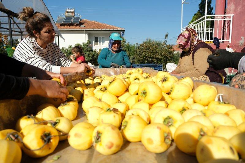 Cennet elmaları kurutularak bir mahalleyi geçindiriyor