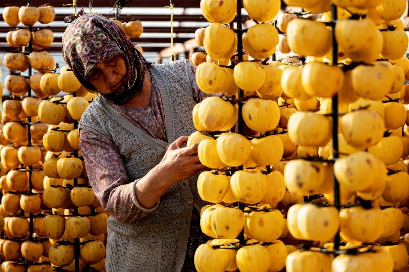 Cennet elmaları kurutularak bir mahalleyi geçindiriyor