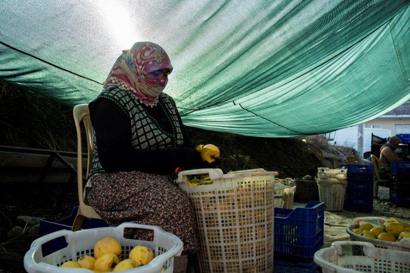 Cennet elmaları kurutularak bir mahalleyi geçindiriyor