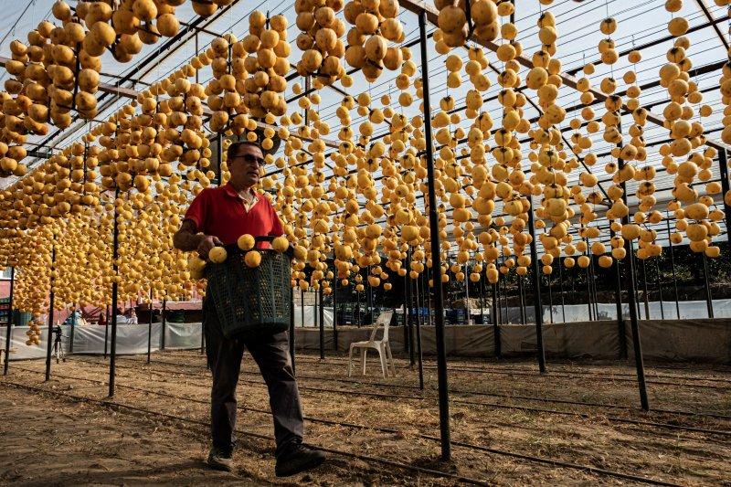 Cennet elmaları kurutularak bir mahalleyi geçindiriyor