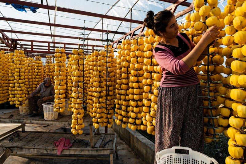 Cennet elmaları kurutularak bir mahalleyi geçindiriyor