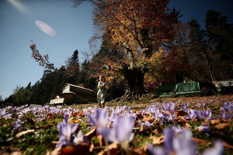 Düzce'de sonbahar şöleni