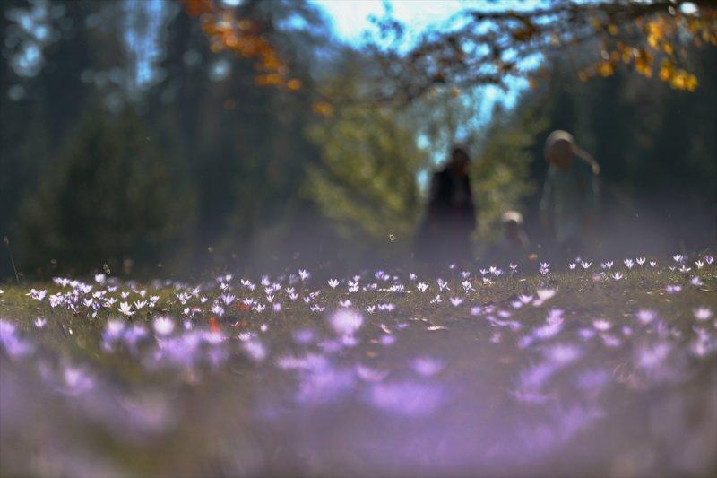Düzce'de sonbahar şöleni