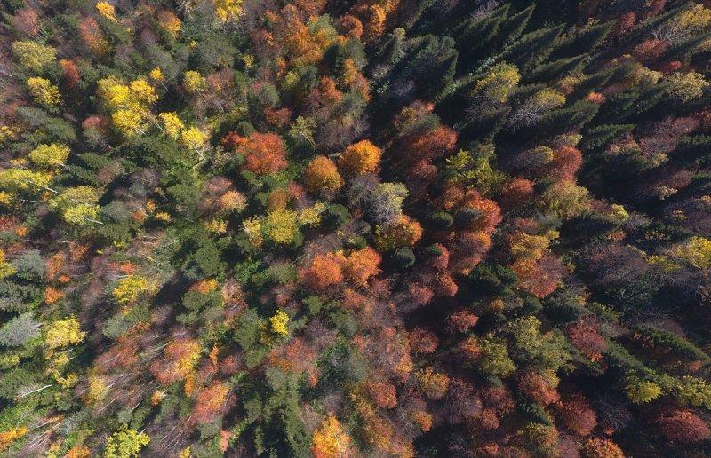 Düzce'de sonbahar şöleni