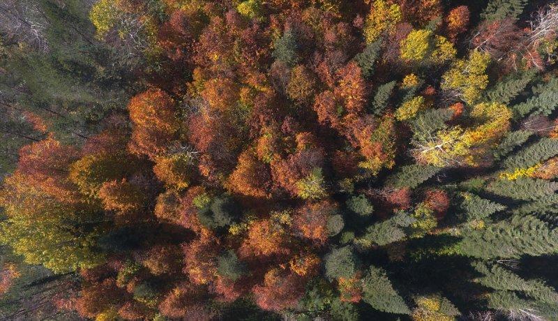 Düzce'de sonbahar şöleni