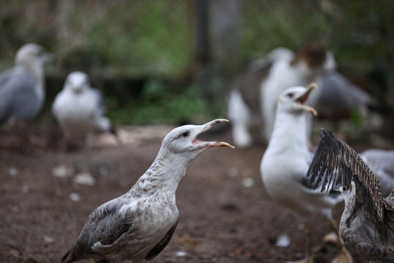 Sokaktan kurtardığı onlarca hayvan için İstanbul'dan köye taşındı
