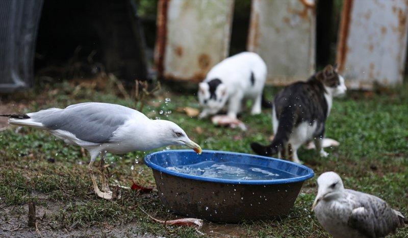 Sokaktan kurtardığı onlarca hayvan için İstanbul'dan köye taşındı