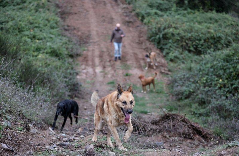 Sokaktan kurtardığı onlarca hayvan için İstanbul'dan köye taşındı