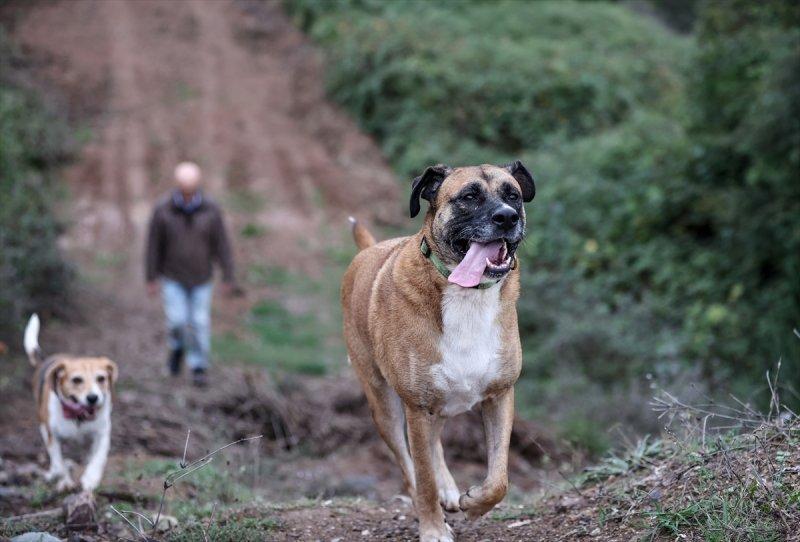 Sokaktan kurtardığı onlarca hayvan için İstanbul'dan köye taşındı