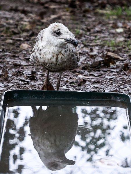 Sokaktan kurtardığı onlarca hayvan için İstanbul'dan köye taşındı