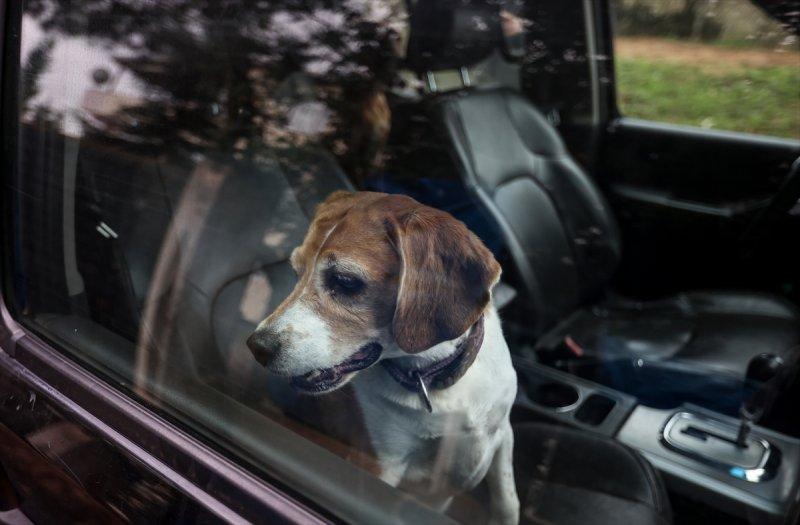 Sokaktan kurtardığı onlarca hayvan için İstanbul'dan köye taşındı