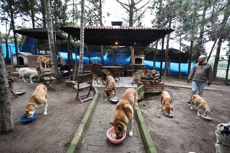 Sokaktan kurtardığı onlarca hayvan için İstanbul'dan köye taşındı