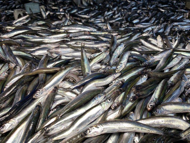 Karadeniz'den kasa kasa hamsi çıktı