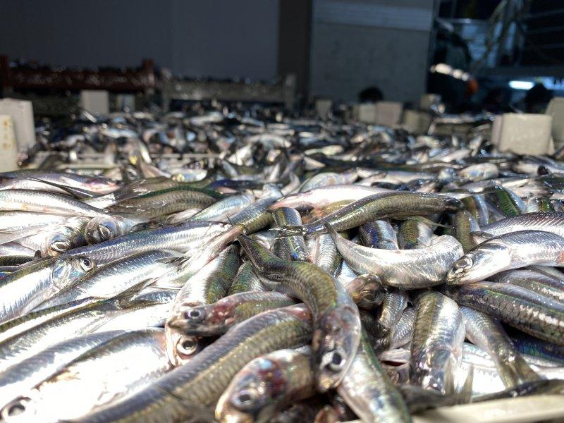 Karadeniz'den kasa kasa hamsi çıktı