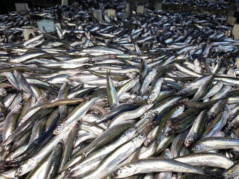 Karadeniz'den kasa kasa hamsi çıktı