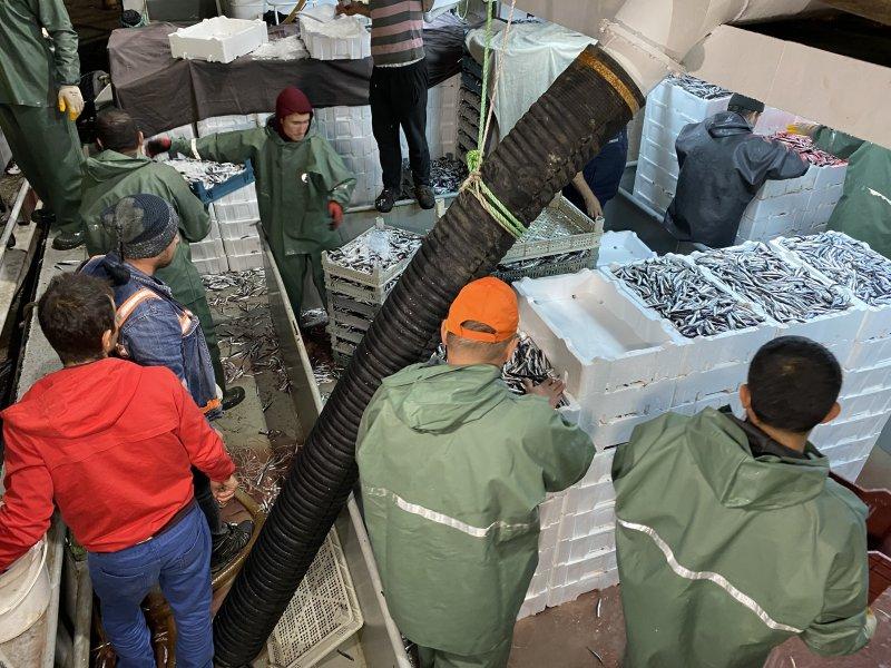 Karadeniz'den kasa kasa hamsi çıktı