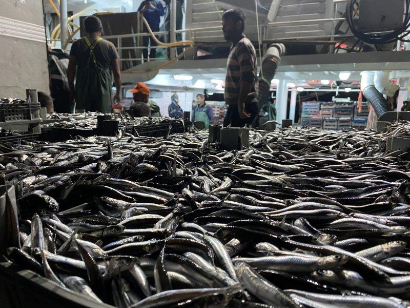 Karadeniz'den kasa kasa hamsi çıktı