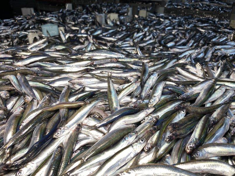 Karadeniz'den kasa kasa hamsi çıktı