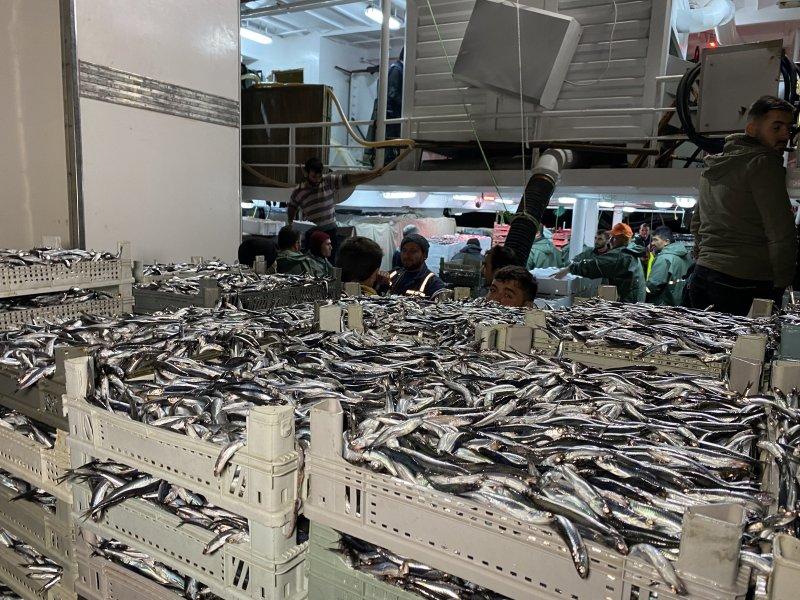 Karadeniz'den kasa kasa hamsi çıktı