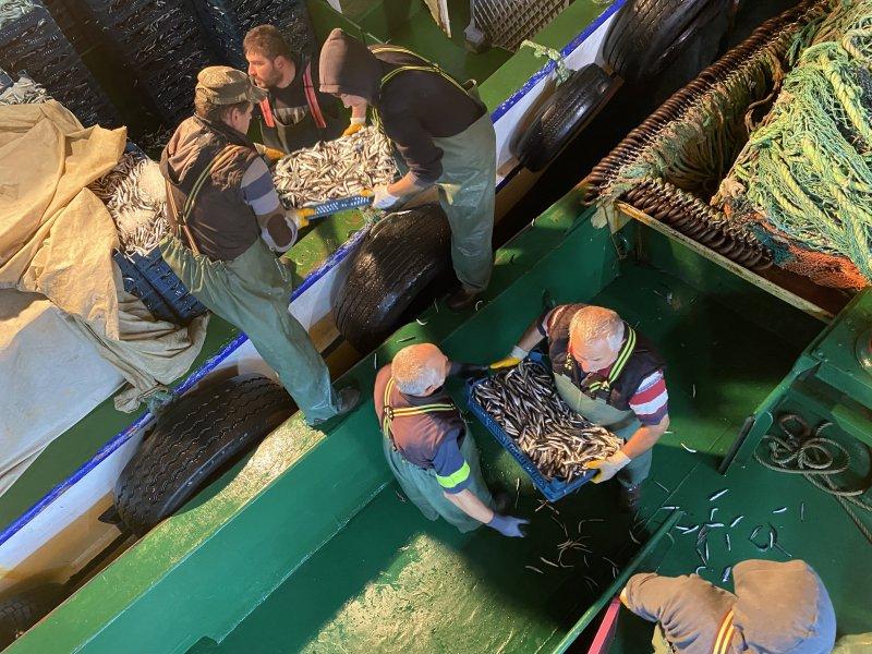 Karadeniz'den kasa kasa hamsi çıktı